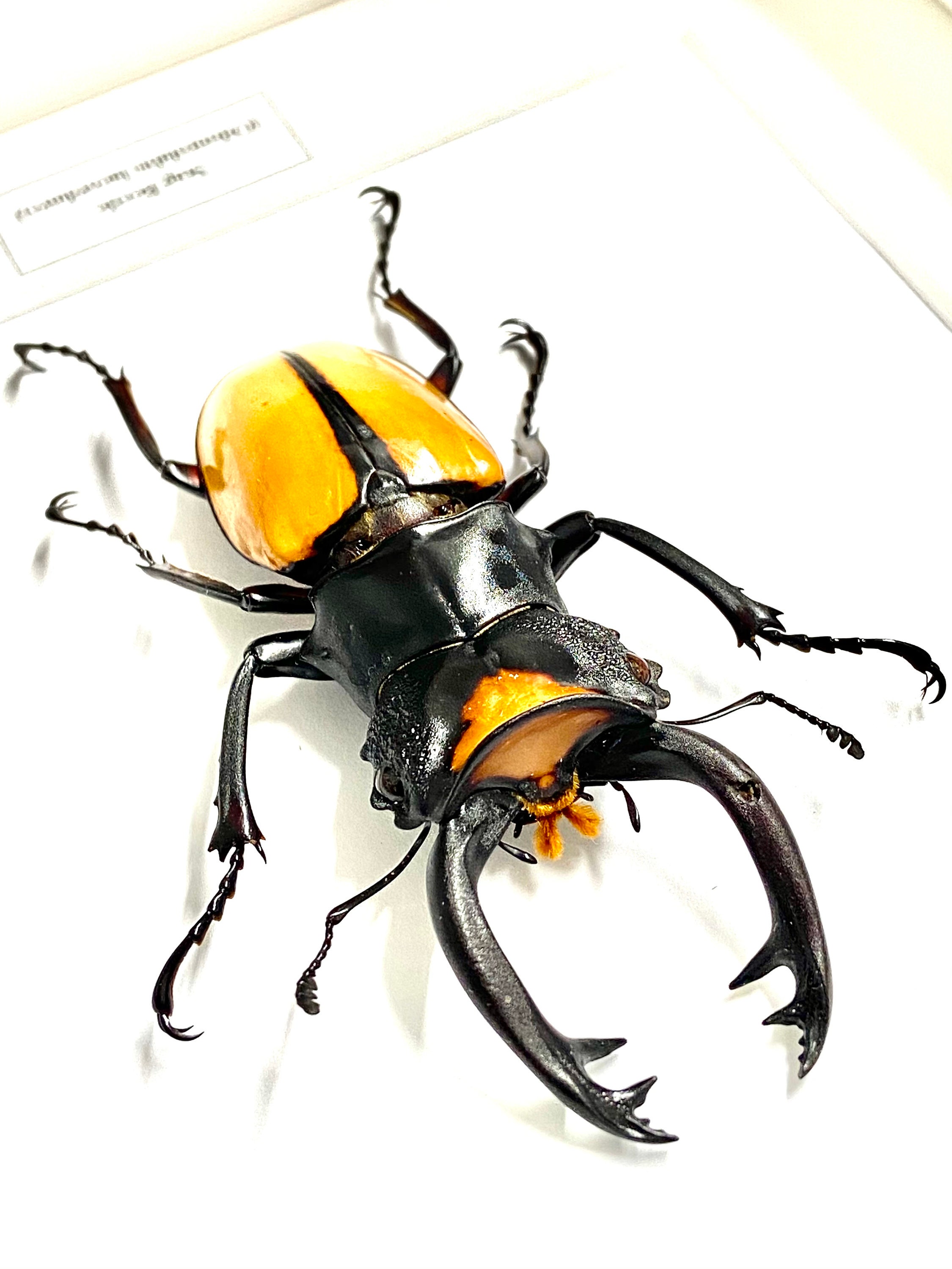 Stag Beetle. (odontolabis Lacordaire) Insect Framed. Real Beetle