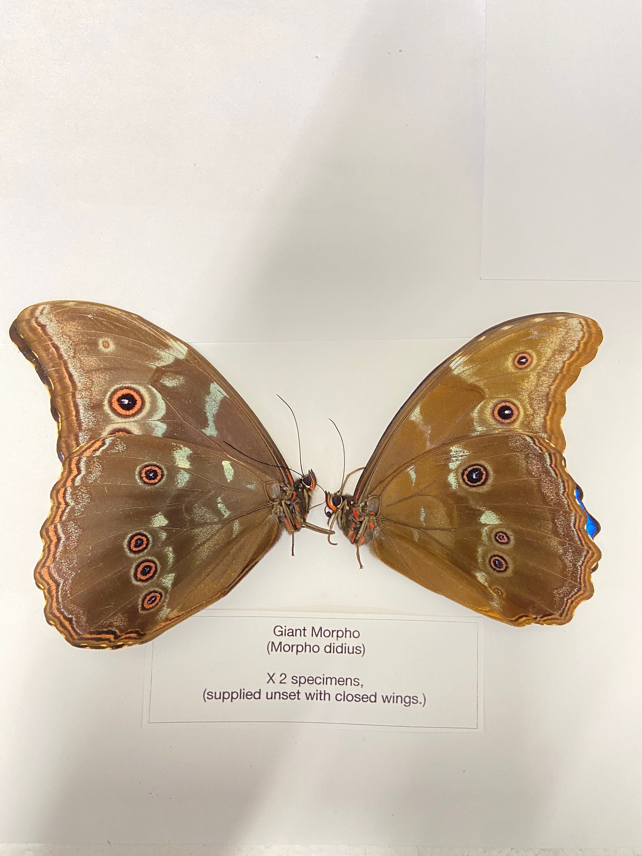 Morpho didius 標本 Morpho Didius X 2 Folded Papered Specimens. - Etsy