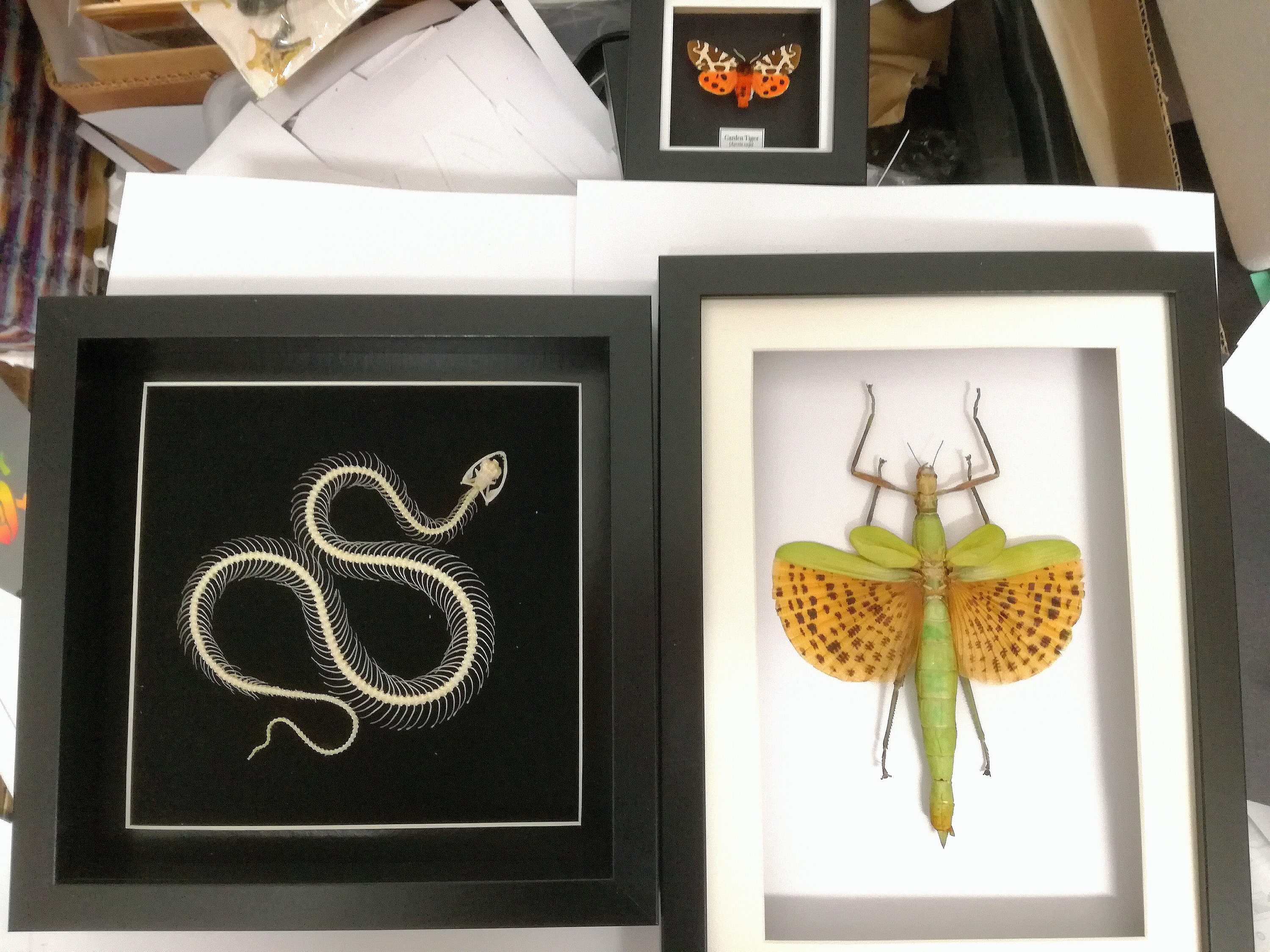 Stick Insect 'giant Walking Stick' (paracyphocrania Major) Real