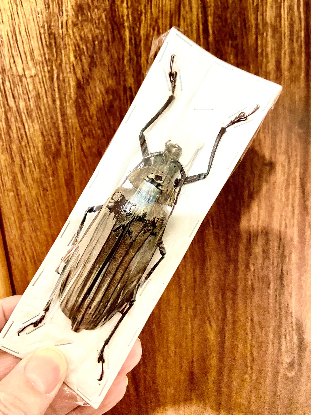 超希少　ウスバカミキリ　標本 　Xixuthrus granulipennis Insect-Sale.com 世界の昆虫販売ネット - Xixuthrus microcerus