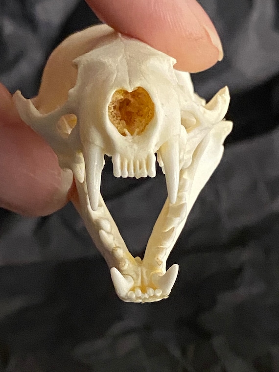 ミンクの頭蓋骨（Mustela rison）本物の保存された頭蓋骨。 - Etsy 日本