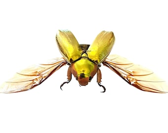 Golden Scarab Beetle. Aurigans. real insec specimen A1. Beetle.scarab. Insectsofbeautyuk.insect sale. Entomology. Insect frame