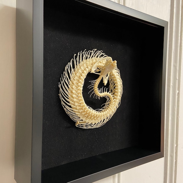 Snake Skeleton Coiled(White Lipped Viper) real snake, viper. Serpent.real skeleton. Taxidermy. Bones. Insectsofbeauty. Goth. Snake