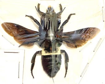 Megachile Pluto. Bee. Vespidae. Entomology.