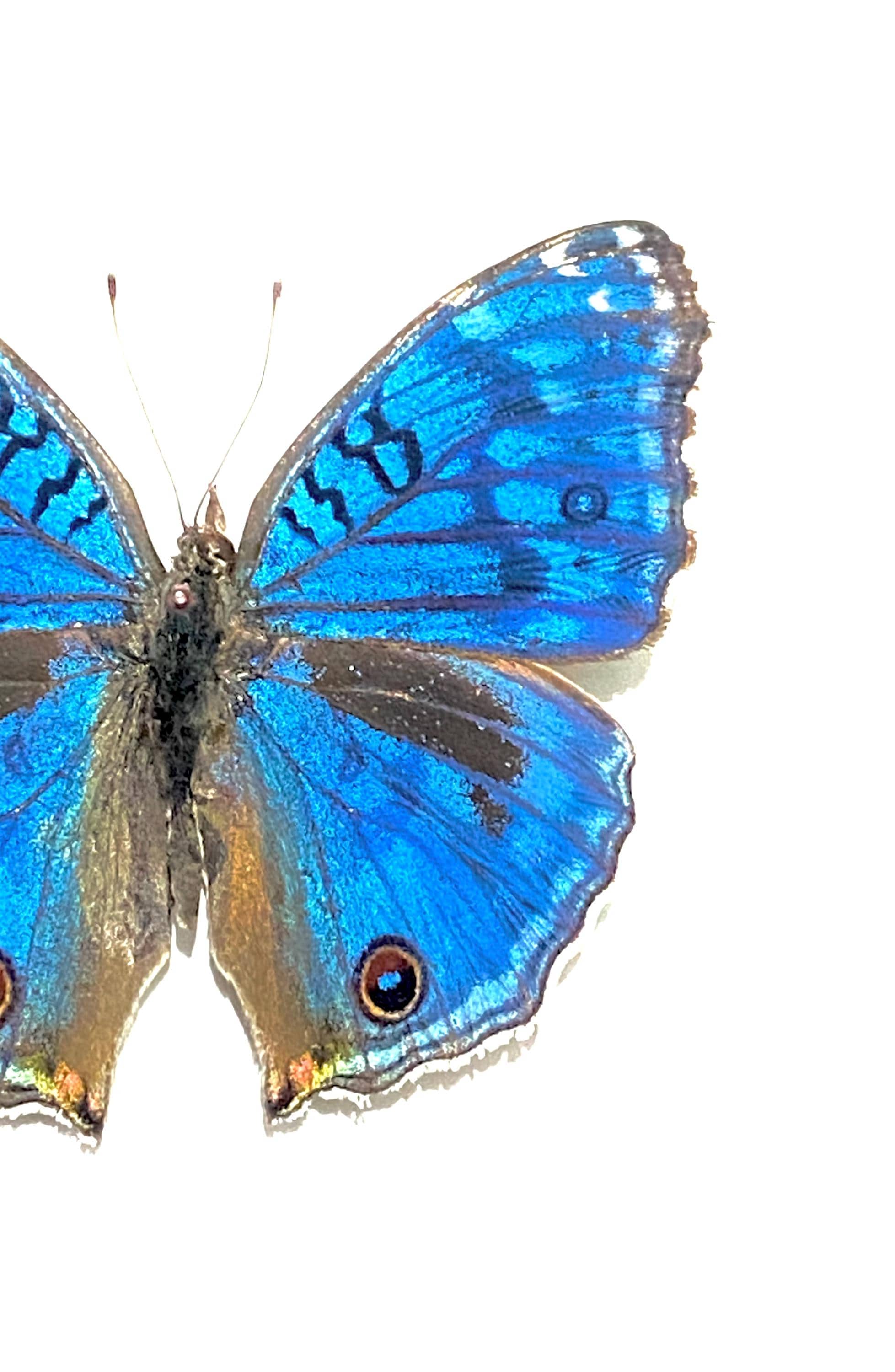 蝶標本　アフリカ セット 青い蝶。Junonia rhadama。本物の蝶。青いバックアイ。アフリカン