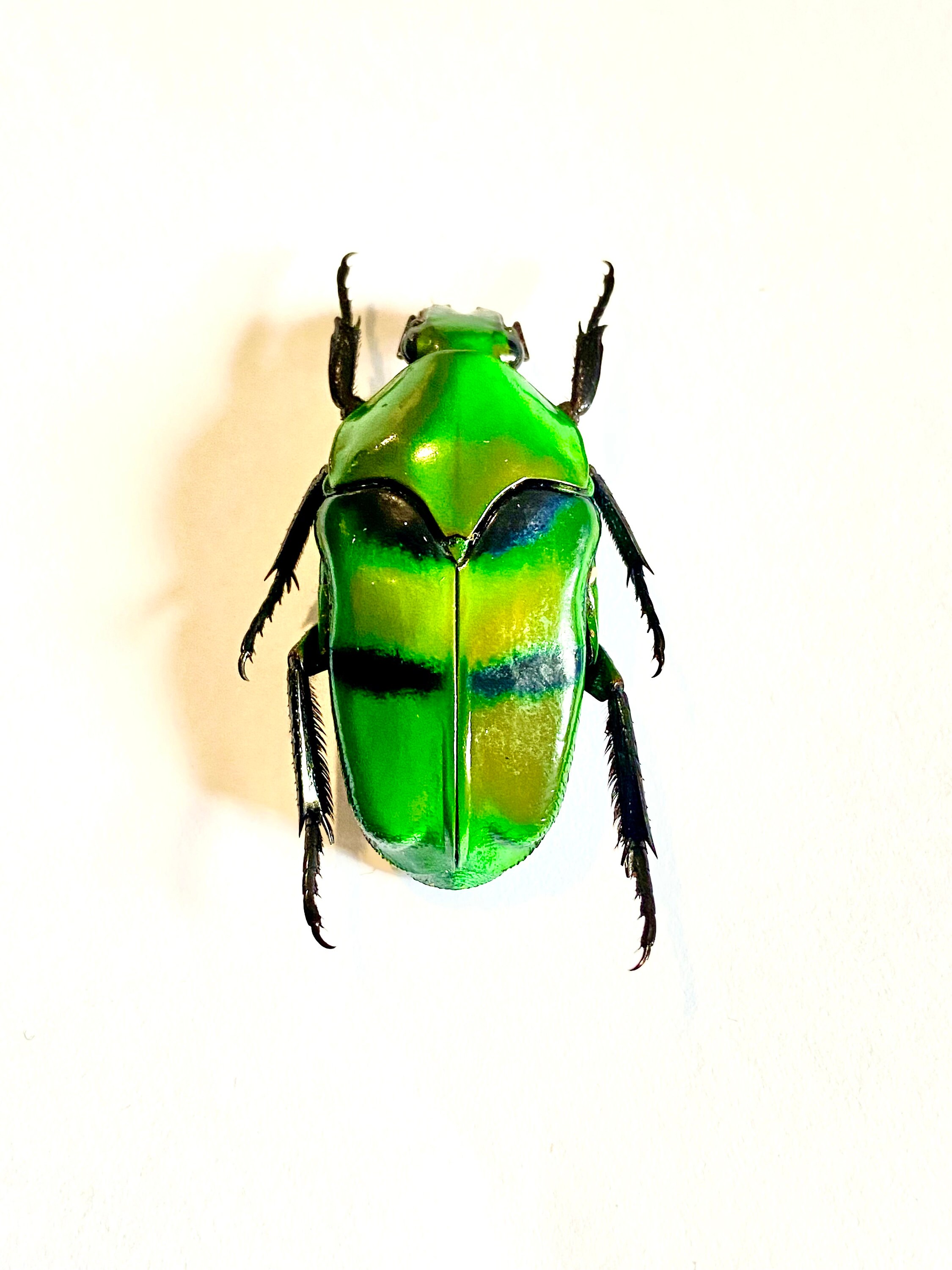Green Barred Scarab (ischiopsopha Bifasciata) Real Specimen