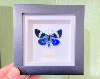 Day flying moth. Millionia indigotica.. Real butterfly. iris.framed butterfly. Purple. Insectsofbeautyuk
