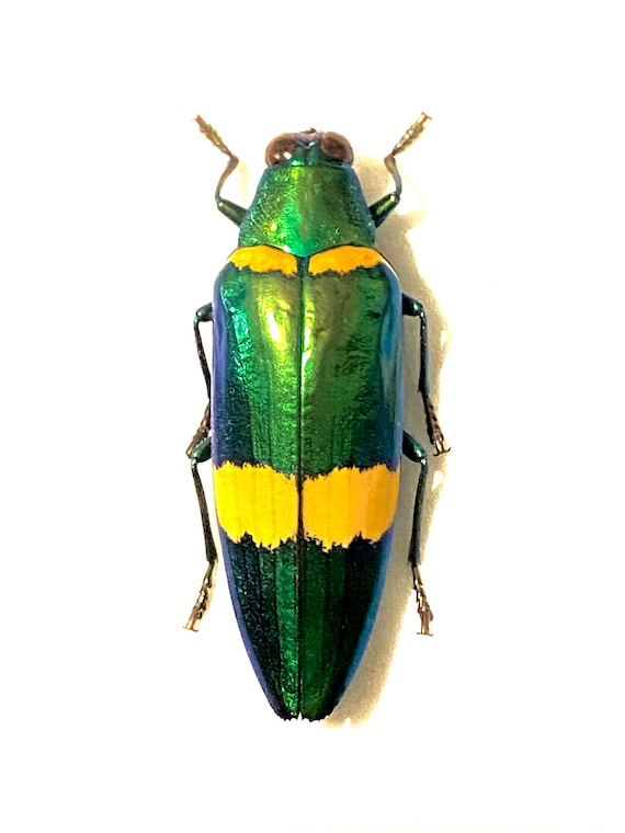 Chrysochroa klapaleki。非常に珍しいタマムシ。A1 品質。タマムシ科
