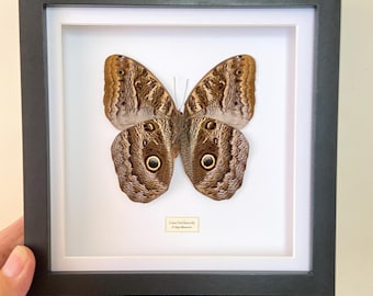Owl butterfly. Framed butterfly. moth. Caligo. real butterfly. insectsofbeauty. insect taxidermy. real insect. Framed insects