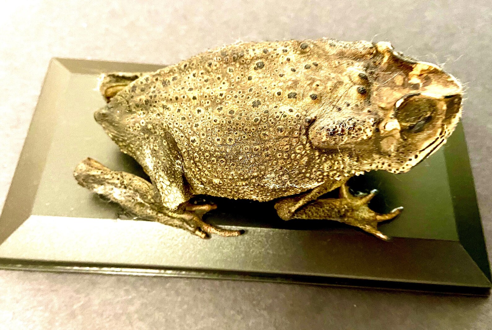 Toad (asian) Real Preserved Specimen in Display Case. Toad. Frog ...