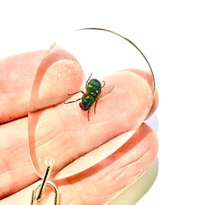 Llavero de mosca doméstica. Insecto real. Mosca real. Llavero. Insecto real. Insectos de belleza. Gótico. Macabro. Rareza. Steampunk. Arte con insectos. Llavero.