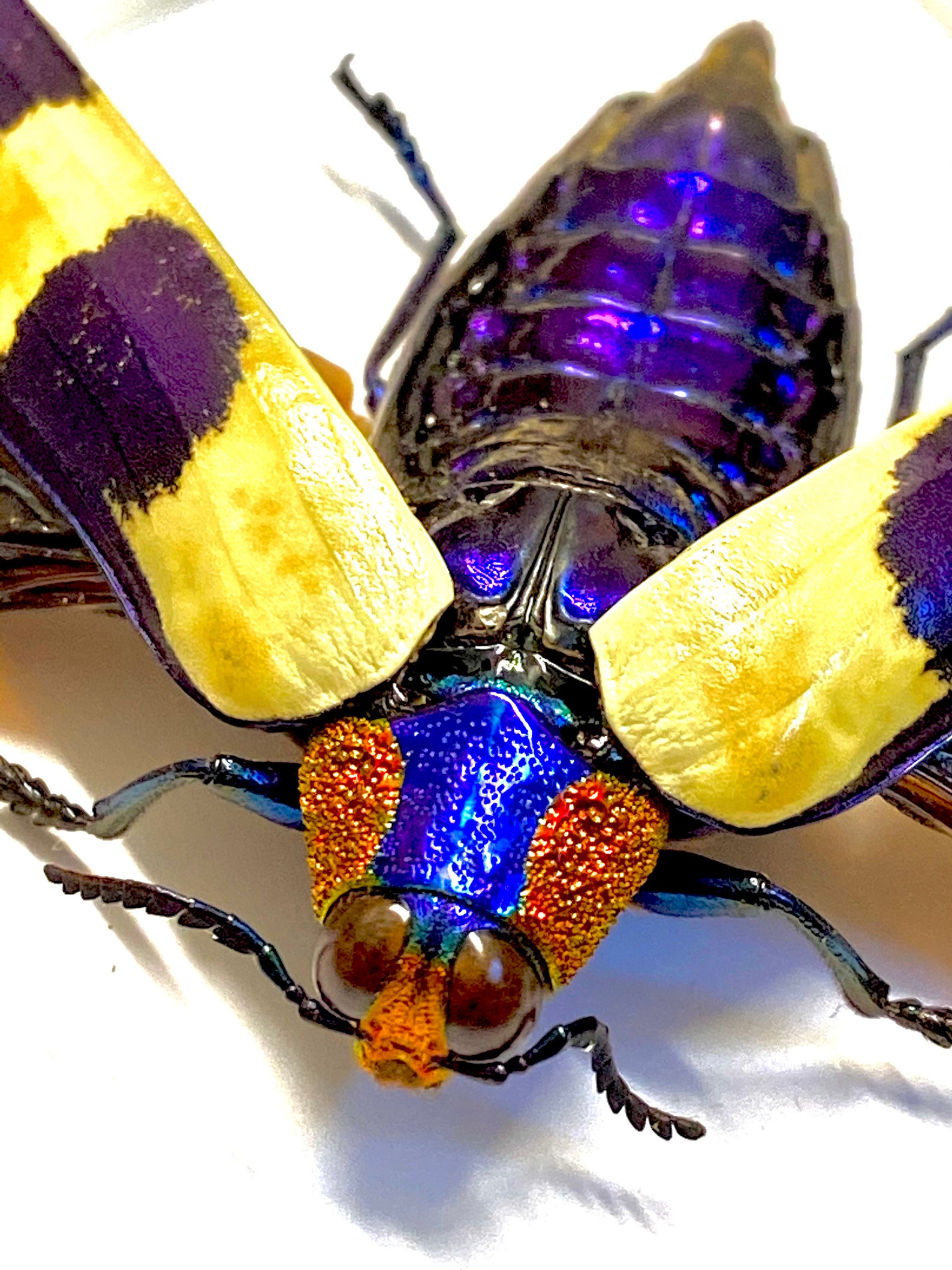 Red Speckled Jewel Beetle chrysochroa Buqueti Real Insect - Etsy