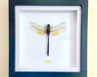 Blue Emperor Dragonfly. real insect framed. Entomology. Damselfly.