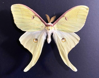 American Moon Moth. Actias Luna. Real moth.  insect. taxidermy. beetle. insect art. entomology. bugs