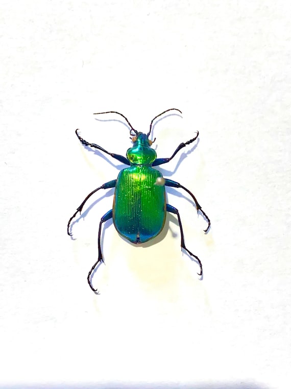 Green Ground Beetle. Calosoma Sycophanta. Caterpillar Hunter