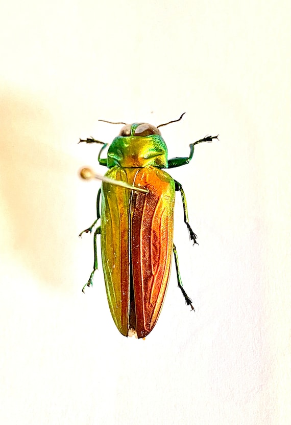 レインボー ジュエル ビートル。Belionata sumptuosa。タマムシ科