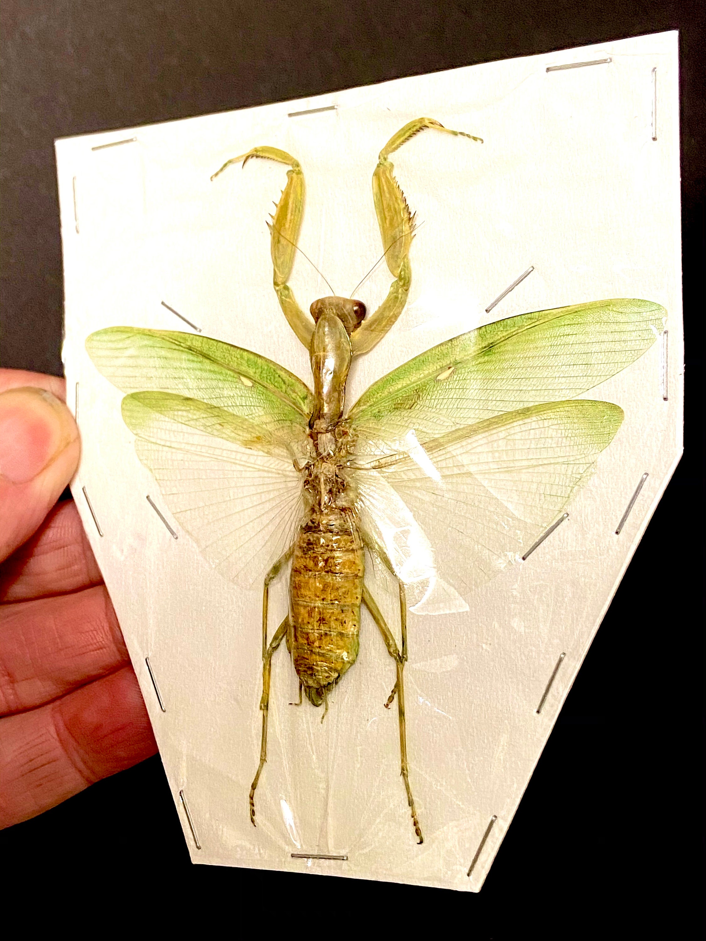 カマキリの大型メス標本のみ。 - Etsy 日本