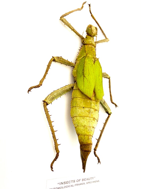 Jungle Nymph (heteropteryx Dilatata) Real Specimen Unframed. - Etsy