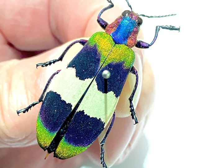 Jewel Beetle (chrysochroa Corbetti) Real Insect. Glitter Jewel Beetle ...