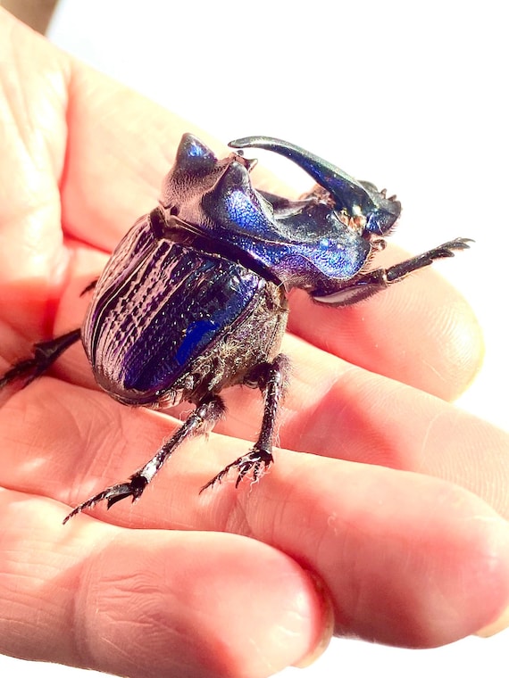 紫色のコガネムシ（Coprophanaeus lancifer）昆虫標本、 - Etsy 日本