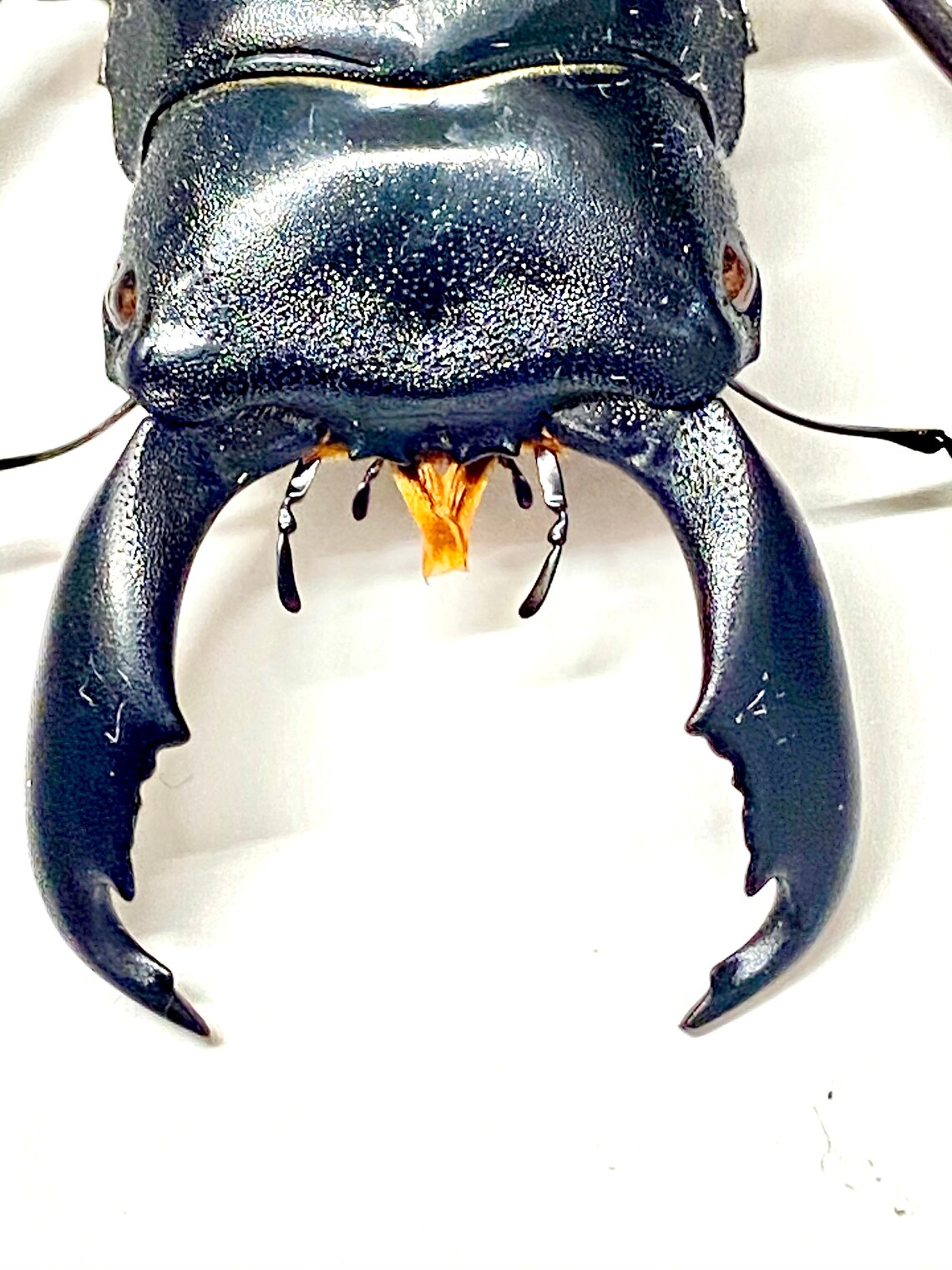 Giant Stag Beetle (dorcus Titanus) Real Specimen - Etsy