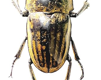 il_340x270.6907248557_ggtz.jpg