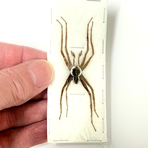 Fishing Spider (Dolomedes boiei) real specimen