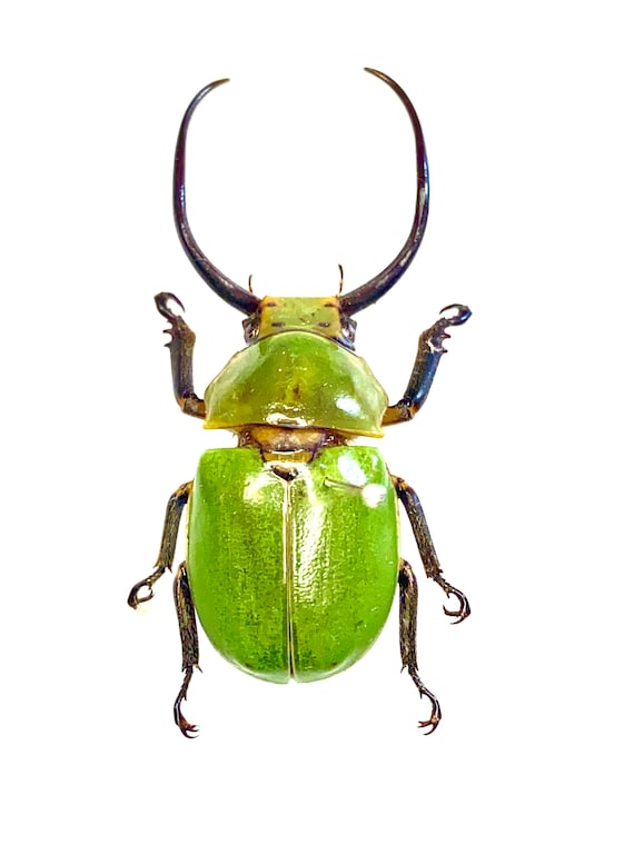 Beetle Specimen (kibakoganea Tamdaoensis) Real Insect.rutelinae