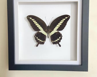 Cream Banded Swallowtail. Framed. Papilio gigon. Framed butterfly. Real butterfly. Insectsofbeauty
