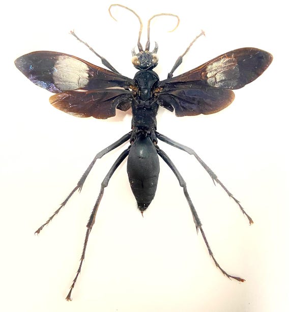 タランチュラホークバチ（Hemipepsis speculifer）の額装された昆虫