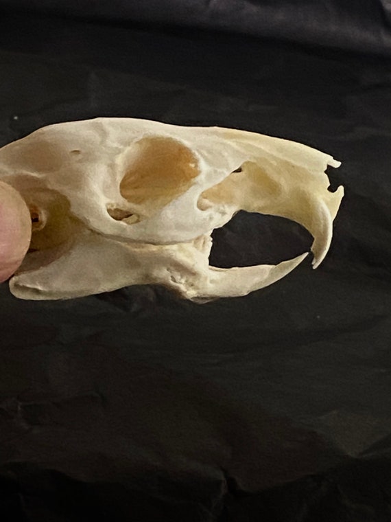 Guinea Pig Skull cavia Porcellus Real Genuine Skull Etsy