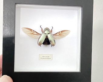 Silver Scarab (Chrysina chrysargirea) framed. scarab. silver beetle. chrysina. plusiotis. cetoniidae. coleoptera. real beetle. specimens