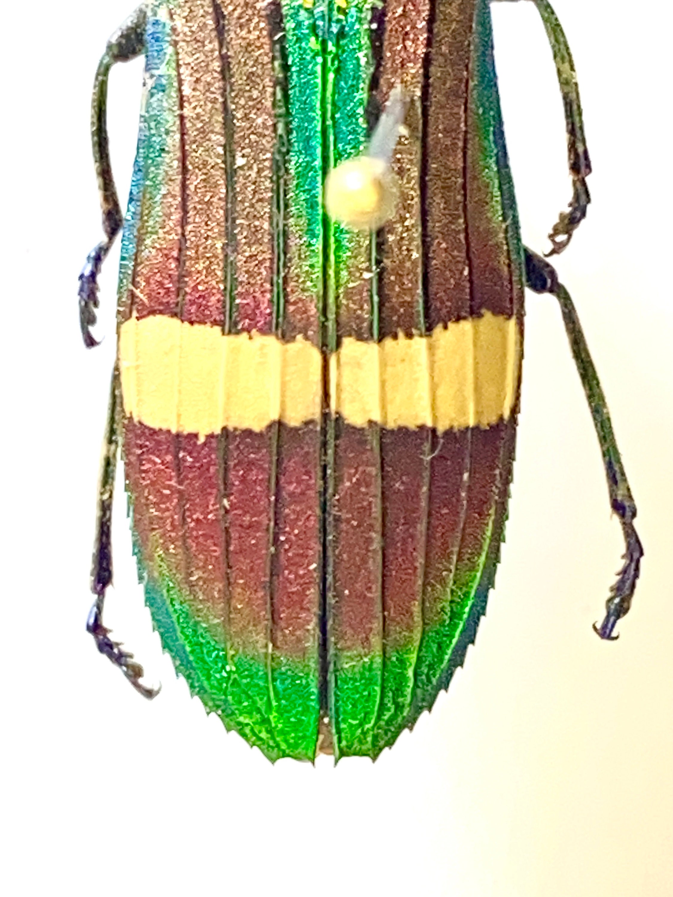 グラティオサムカシタマムシ 標本Stigmodera gratiosa？ タマムシ (Demochroa gratiosa) 実物標本 - Etsy 日本