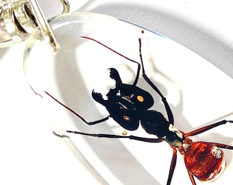 Giant Soldier Ant. key ring. Real insect.