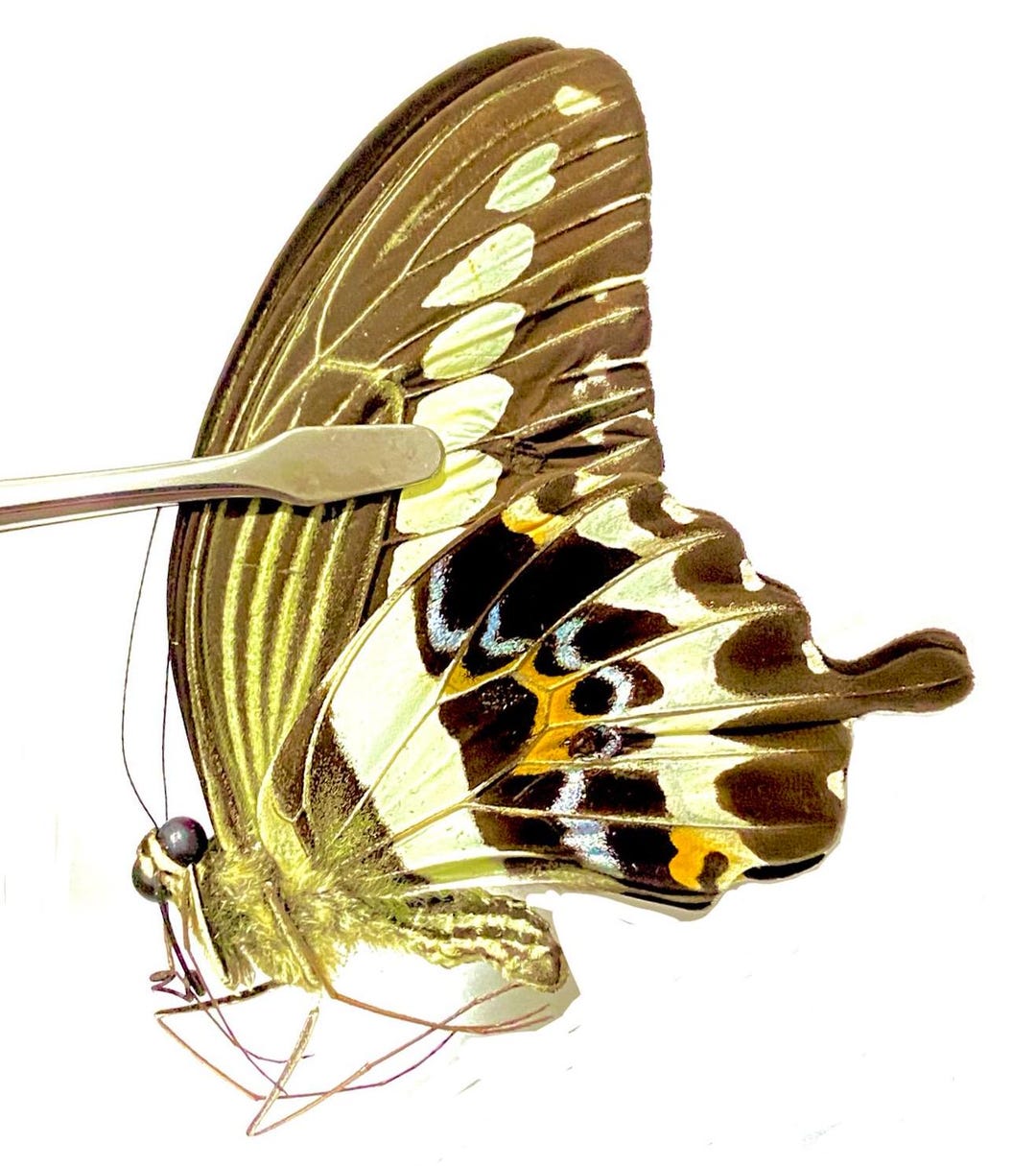 Papilio Gigon. Cream Banded Swallowtail.swallowtail. Real