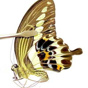 Papilio gigon. Cream banded swallowtail.Swallowtail. Real butterfly. un-set folded wings. Insectsofbeauty.