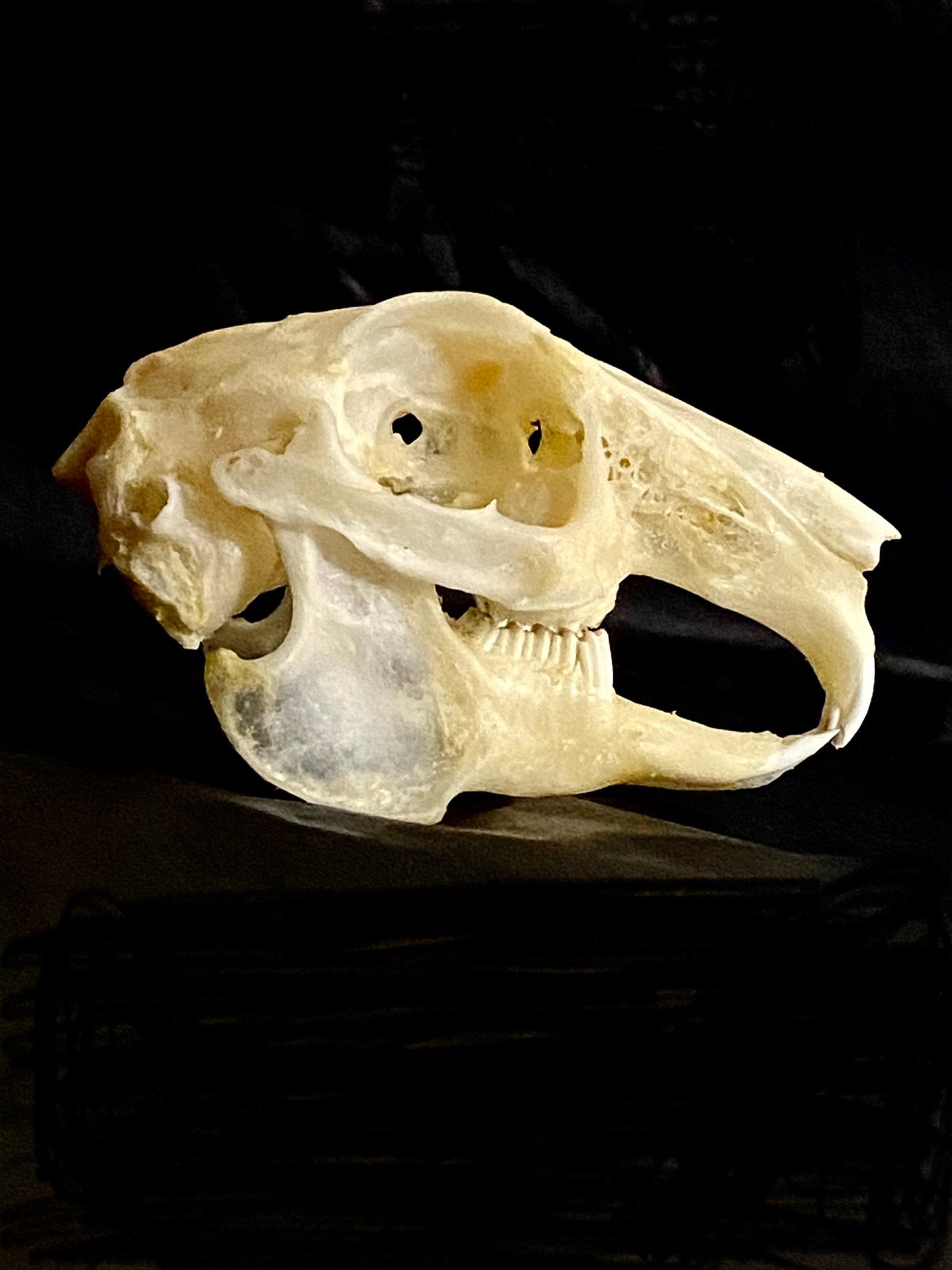 Hare Skull lepus Nigricollis Genuine Real Skull. - Etsy