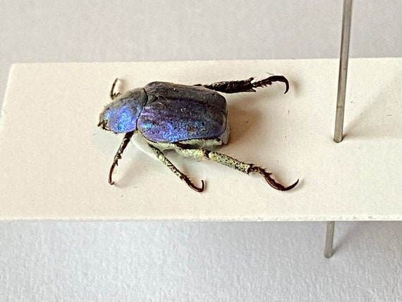 【超美麗種！】HOPLIA COERULEA 標本 5匹セット カナブン 昆虫 ブルースカラベ（Hoplia coerulea）実標本。insectsofbeautyuk。甲虫