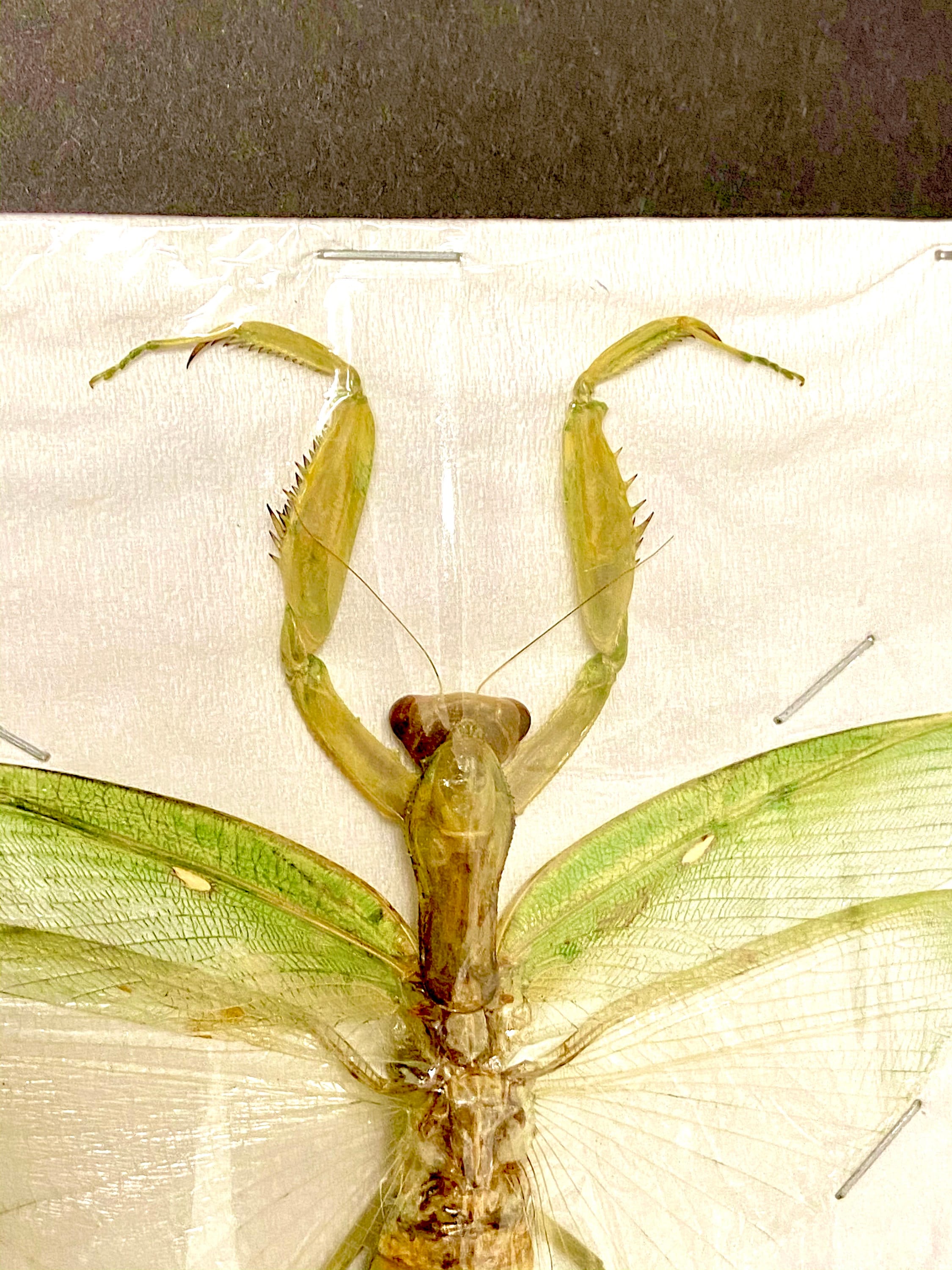 カマキリの大型メス標本のみ。 - Etsy 日本