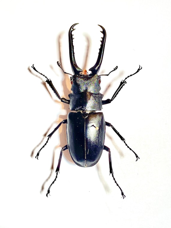 Giraffe Stag Beetle (prosopocoilus Giraffa) Real Specimen. - Etsy