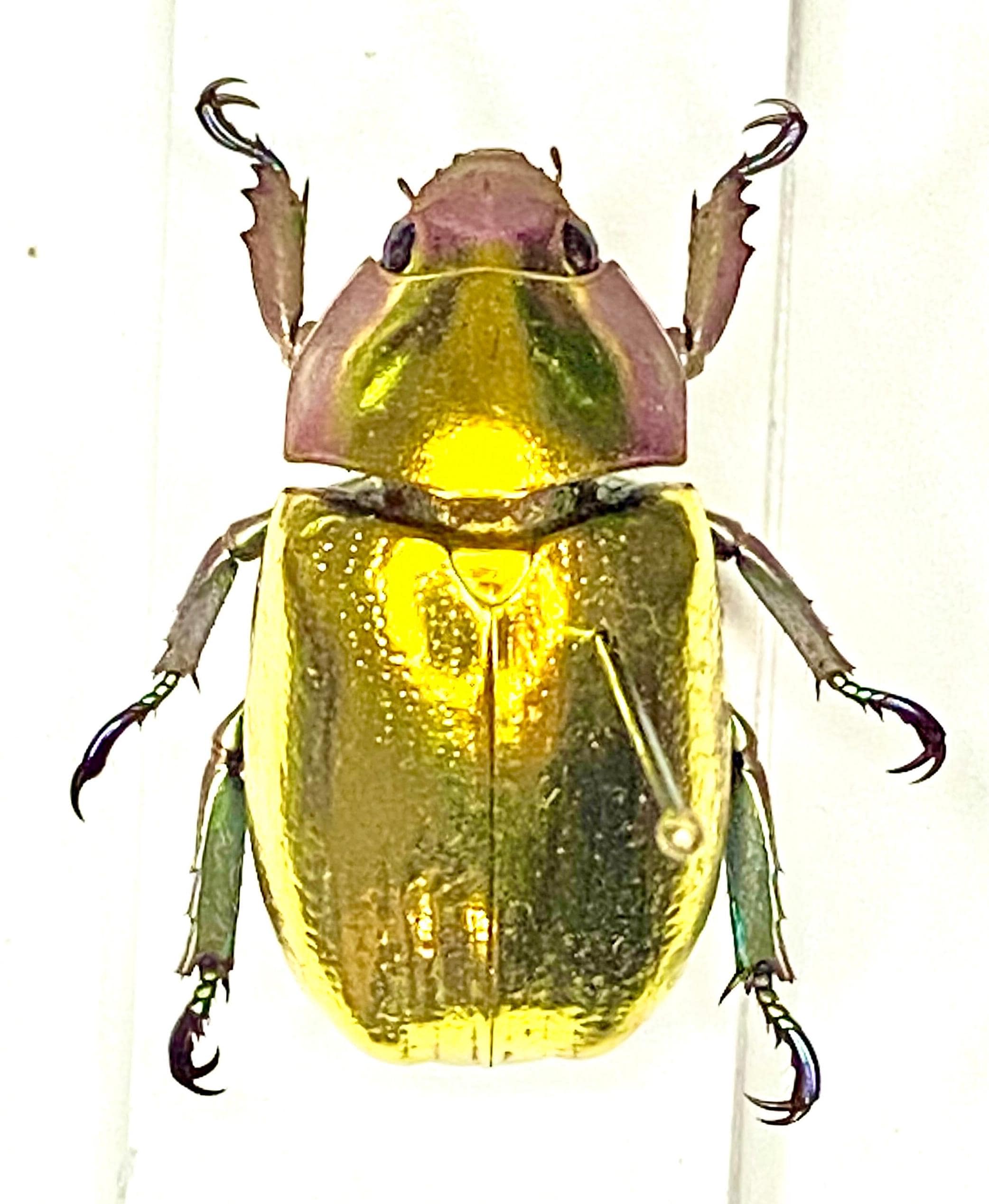 標本 Honduras Chrysina spectabilis 35mm Golden Scarab (chrysina Aurogans) Gold Beetle. Scarab Beetle. Real