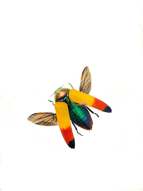 Metaxymorpha apicalis。タマムシ科。タマムシ。スカラベ。昆虫標本