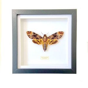 Death's Head Hawk Moth (Acherontia lachesis) real moth. Hawk-moth.sphingidae. Skull. Gothic. Insectsofbeautyuk