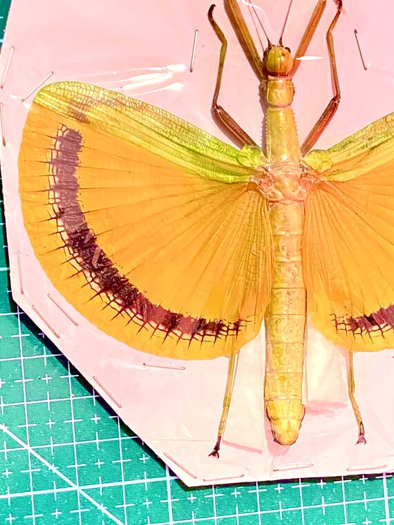 Yellow Umbrella Stick-insect (tagesoidea) Phasmid.stick Insect
