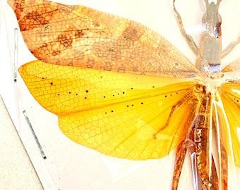 【45mm】メガララガルーダ ハチ蜂スズメバチタランチュラホーク昆虫標本 a694bc9d20338f51765f5ee2fe1aa4