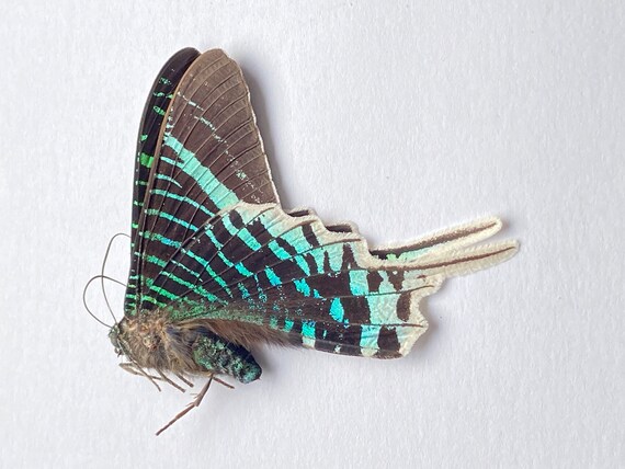 2 Real Sunset Moth Spread Taxidermy Insect Specimen – Entomology Art Collection