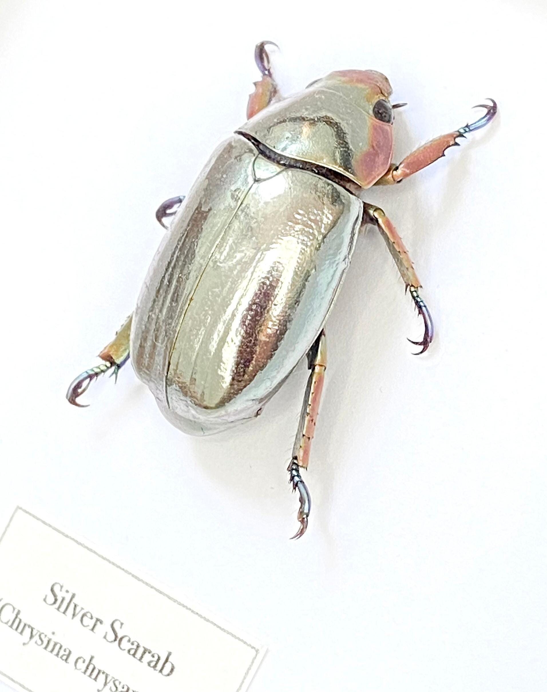 Escarabajo plateado (Chrysina chrysargirea) enmarcado