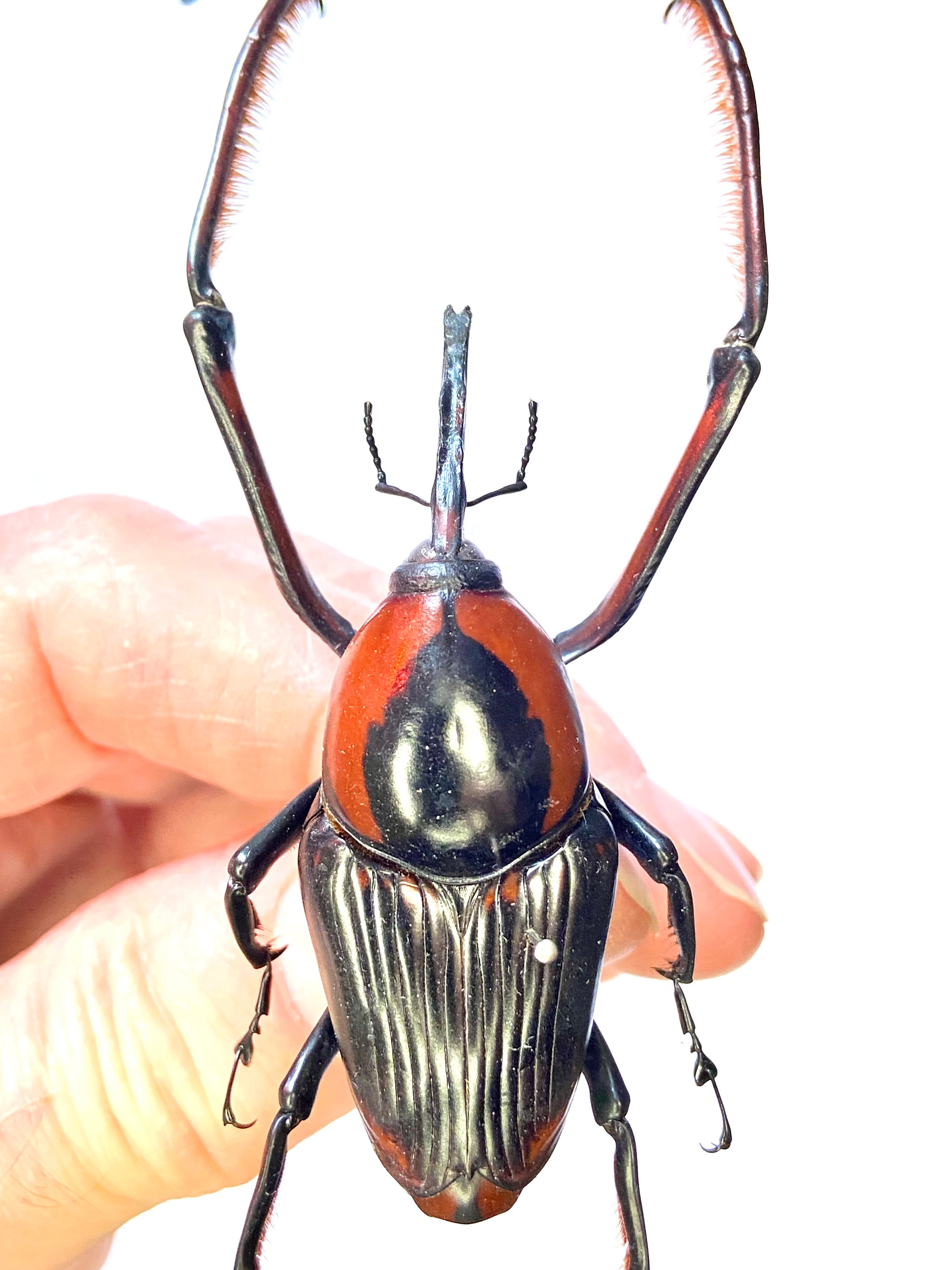 Giant Bamboo Weevil crytotrachelus Buqueti Real Specimen Etsy giant-bamboo-weevil-crytotrachelus-buqueti-real-specimen-etsy
