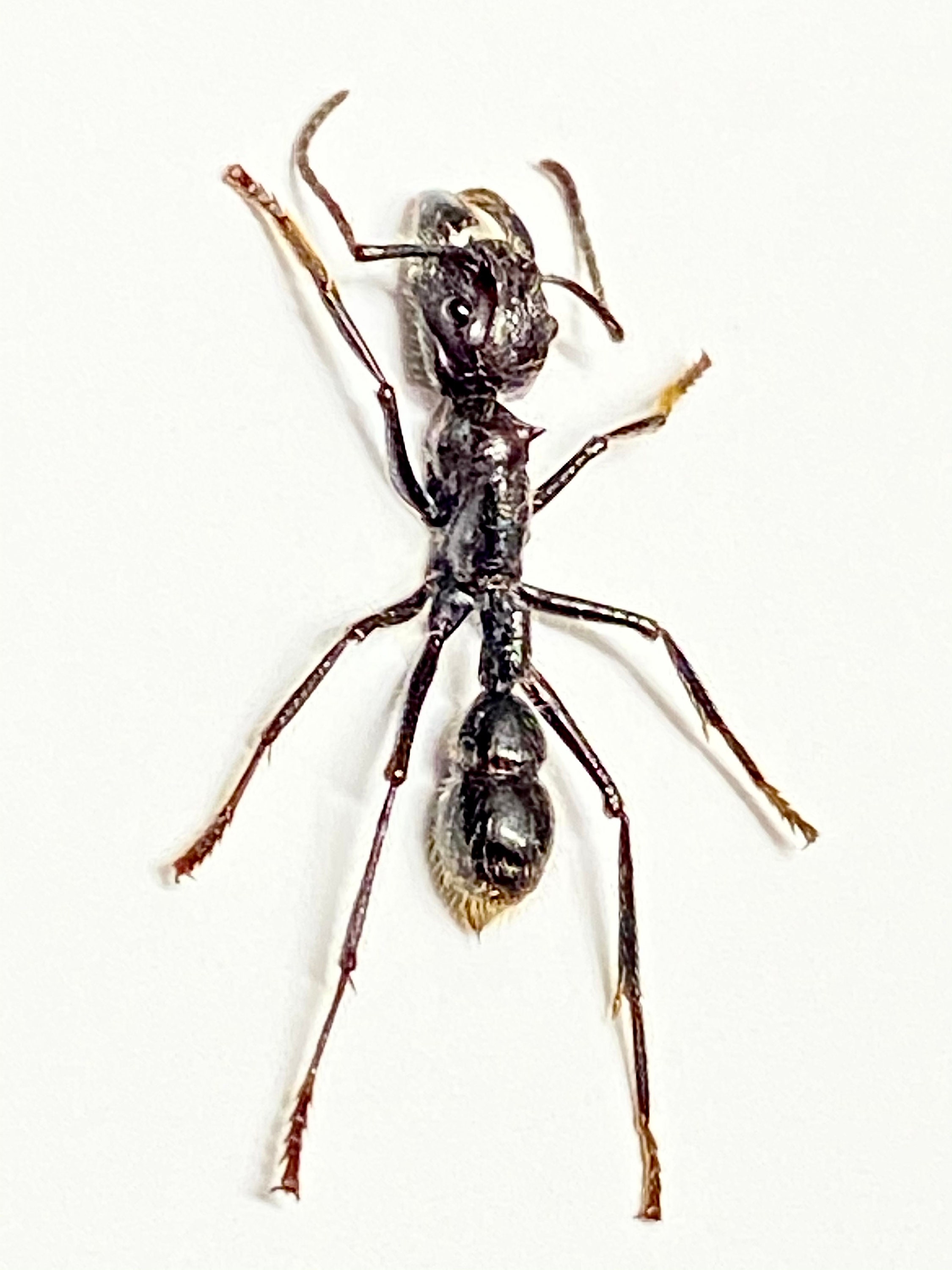 Ant Pattern Real Bullet Ant (paraponera Clavata) Real Specimen, Un-framed. Ant. Insect ...