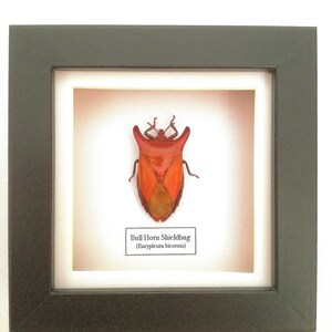 Bull-horn Shield Bug (eurypleura Bicornis) - Etsy